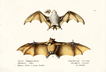 Bastão do Fantasma do Norte, 1824
